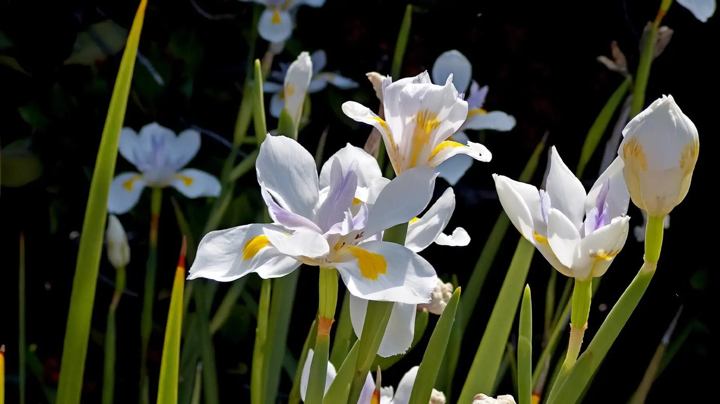 White irises in a Glass Imaging demo photograph