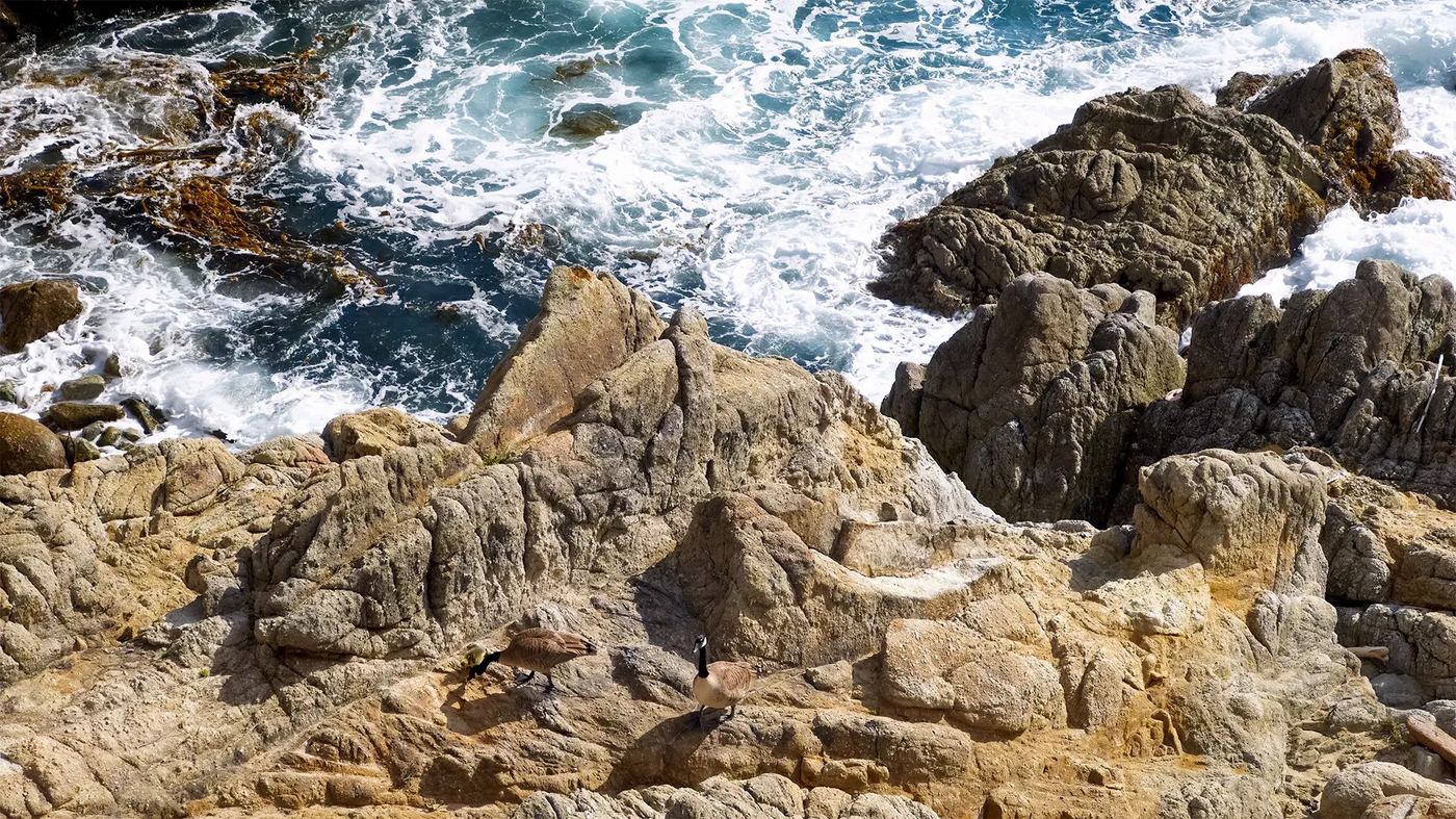 Coastal rocks and geese in a Glass Imaging demo photograph