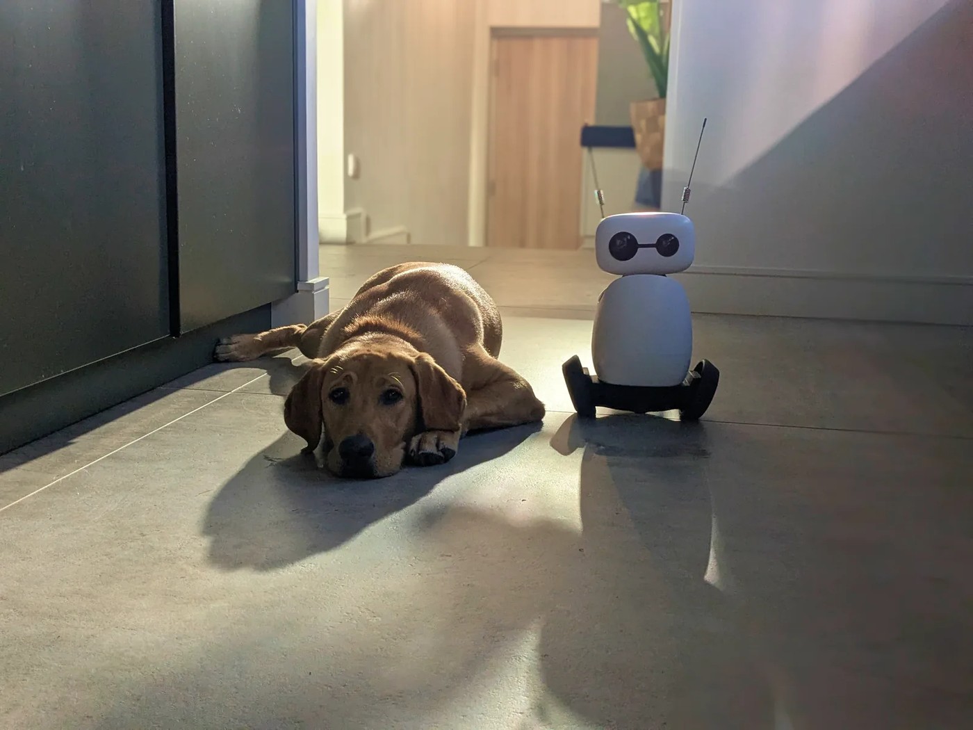 Reachy Mini rides its new Hoverboard base across a room while a dog rests nearby.